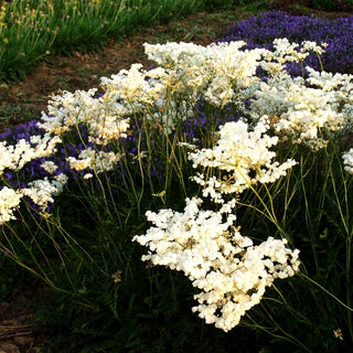Gefülltblühende Mädesüß 'Plena' (Filipendula vulgaris)