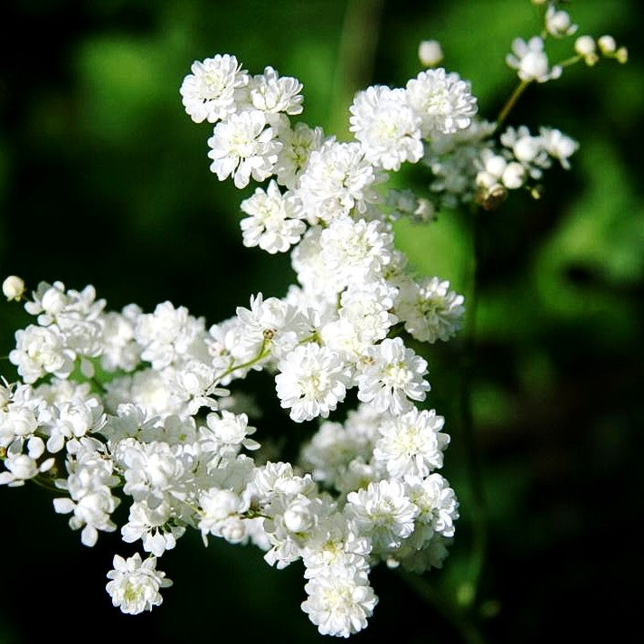 Gefülltblühende Mädesüß 'Plena' (Filipendula vulgaris)