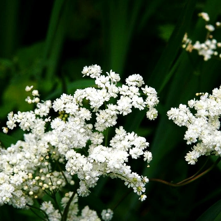 Gefülltblühende Mädesüß 'Plena' (Filipendula vulgaris)