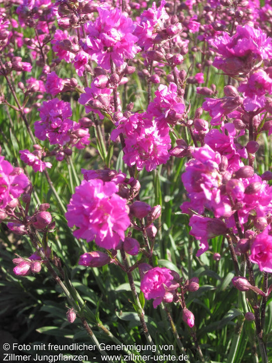Gefülltblühende Pechnelke 'Plena' (Lychnis viscaria)