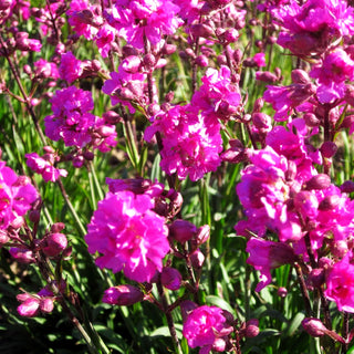 Gefülltblühende Pechnelke 'Plena' (Lychnis viscaria)