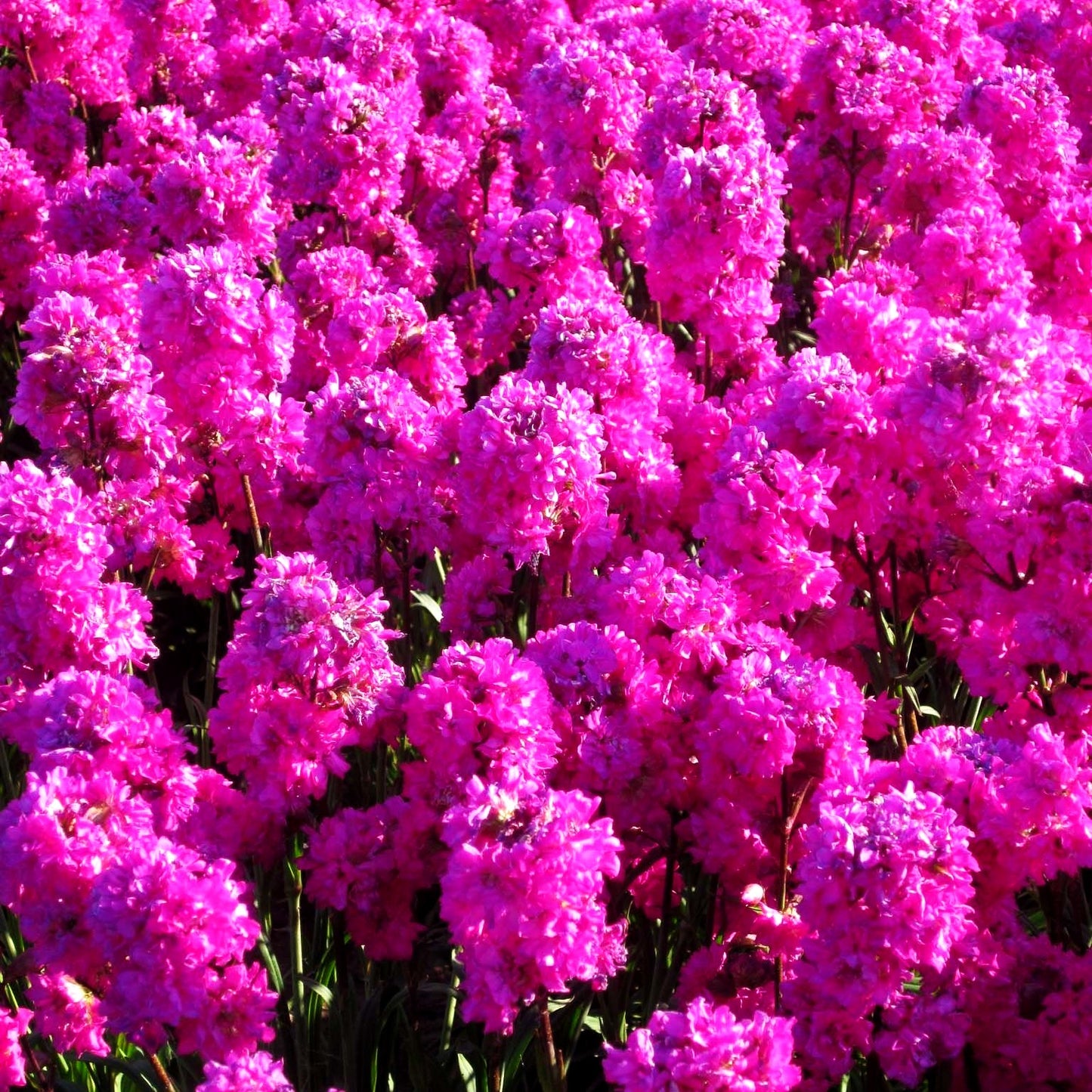 Gefülltblühende Pechnelke 'Plena' (Lychnis viscaria)