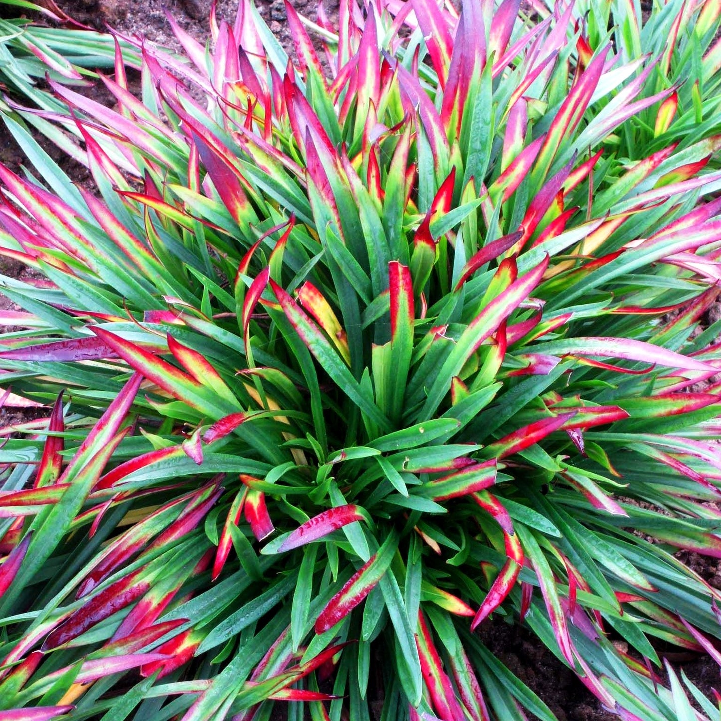 Gefülltblühende Pechnelke 'Plena' (Lychnis viscaria)