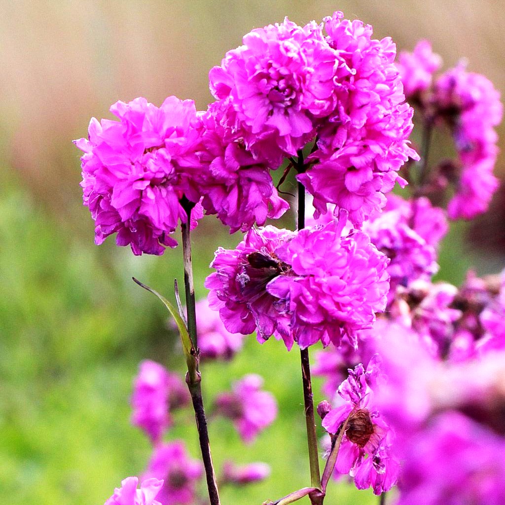 Gefülltblühende Pechnelke 'Plena' (Lychnis viscaria)