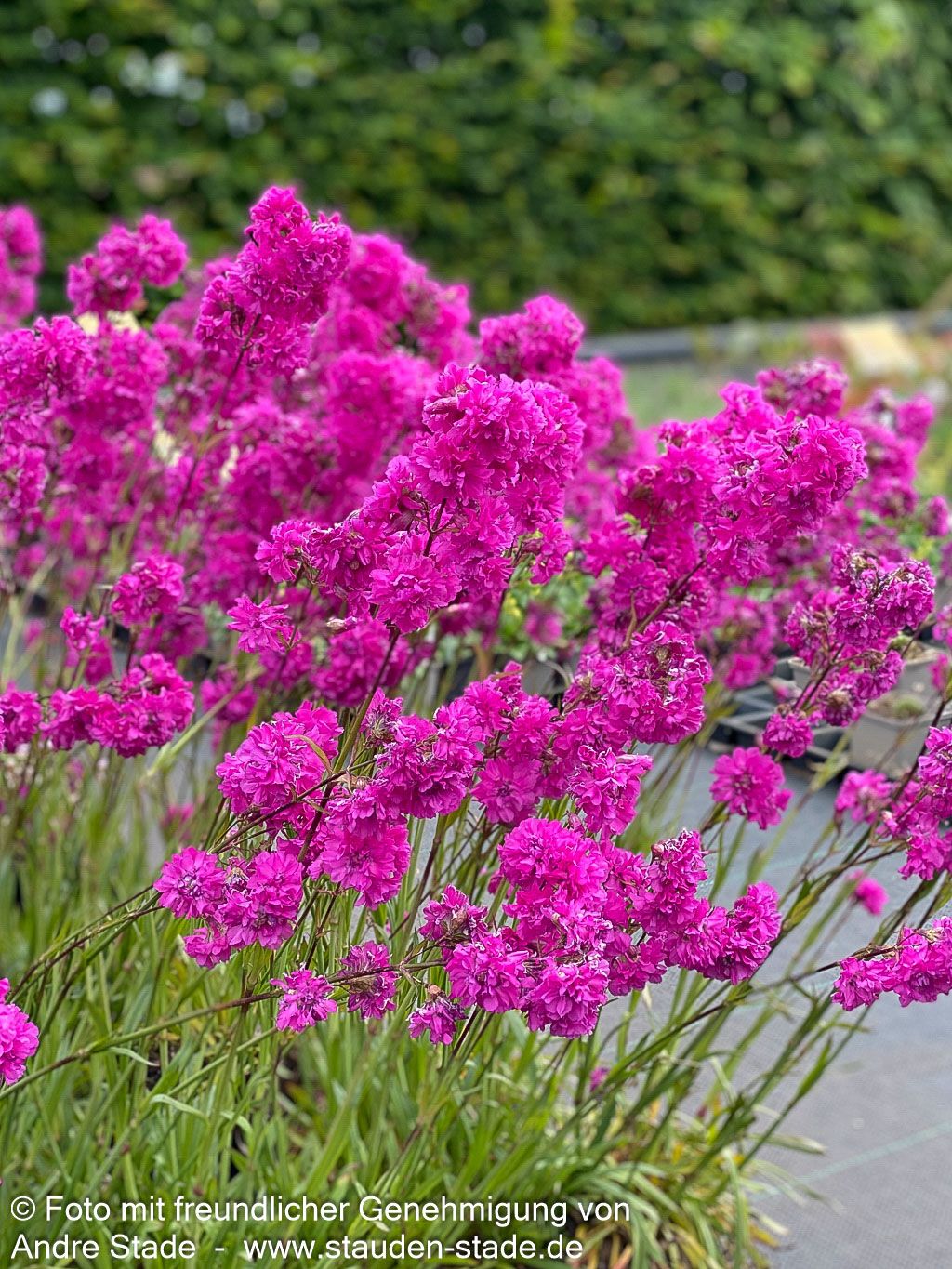 Gefülltblühende Pechnelke 'Plena' (Lychnis viscaria)