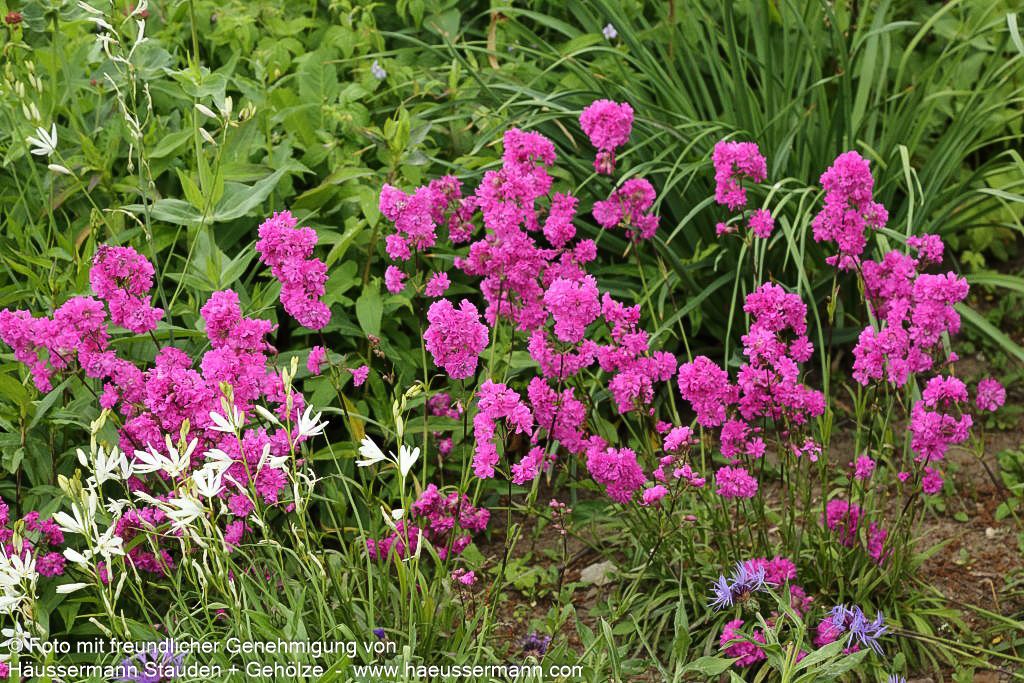 Gefülltblühende Pechnelke 'Plena' (Lychnis viscaria)