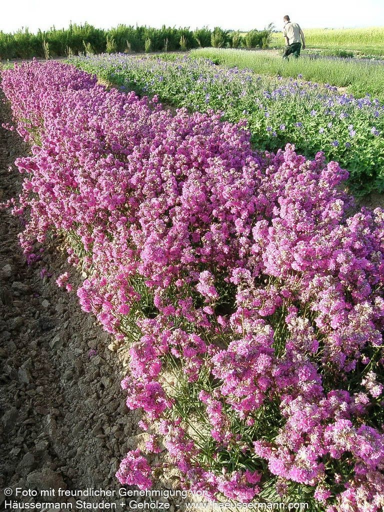 Gefülltblühende Pechnelke 'Plena' (Lychnis viscaria)