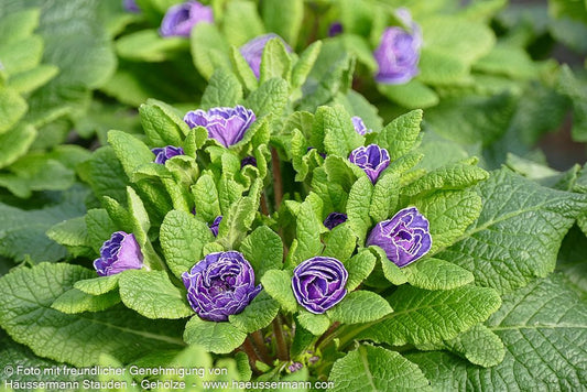 Gefülltblühende Primel 'Amethyst Ice' (Primula vulg. Belarina)