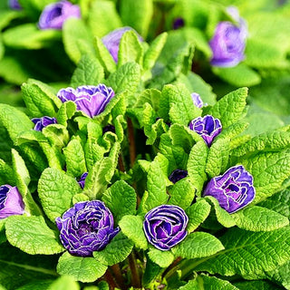 Gefülltblühende Primel 'Amethyst Ice' (Primula vulg. Belarina)