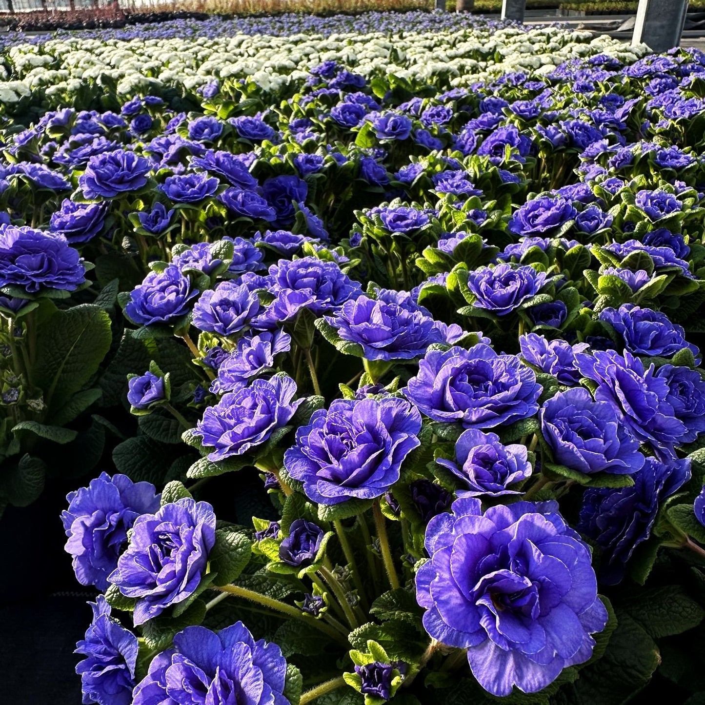 Gefülltblühende Primel 'Amethyst Ice' (Primula vulg. Belarina)