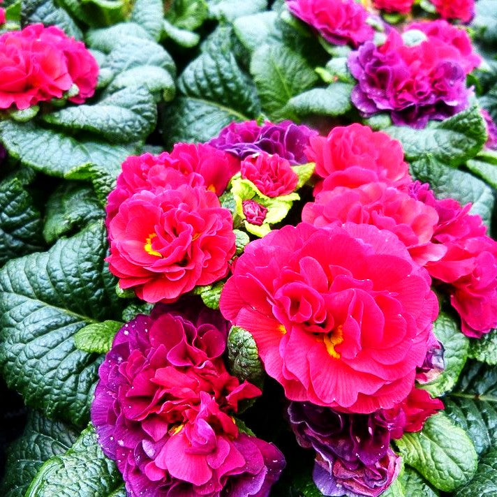 Gefülltblühende Primel 'Carmen' (Primula vulg. Belarina)