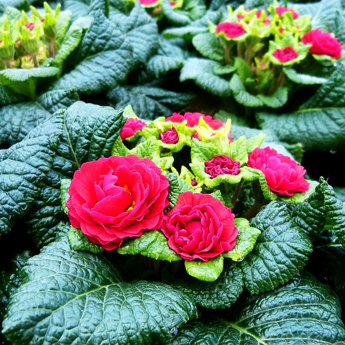 Gefülltblühende Primel 'Carmen' (Primula vulg. Belarina)