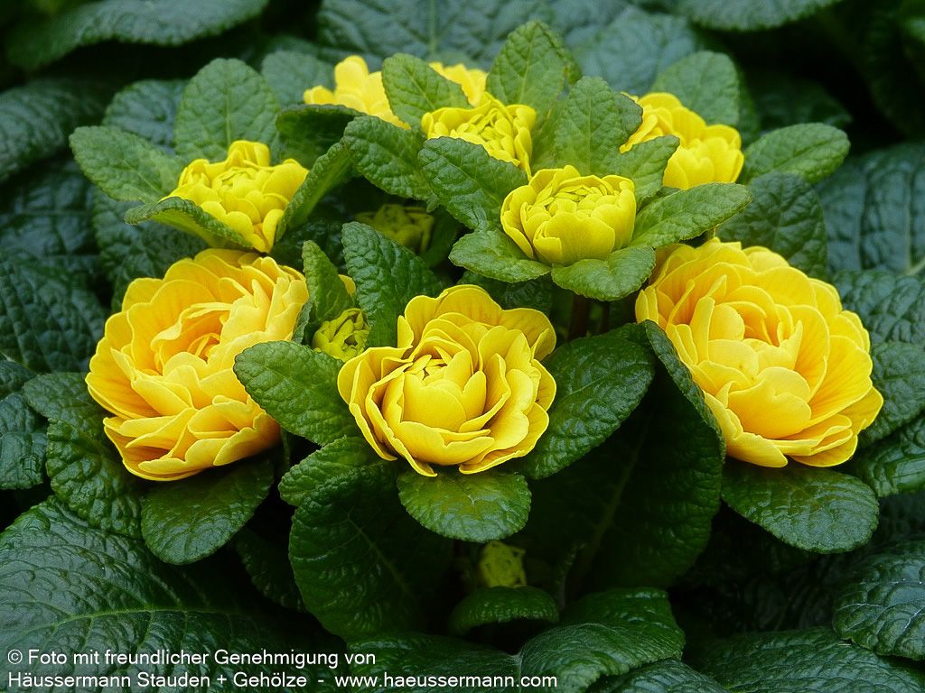 Gefülltblühende Primel 'Goldie' (Primula vulg. Belarina)