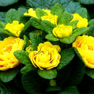 Gefülltblühende Primel 'Goldie' (Primula vulg. Belarina)