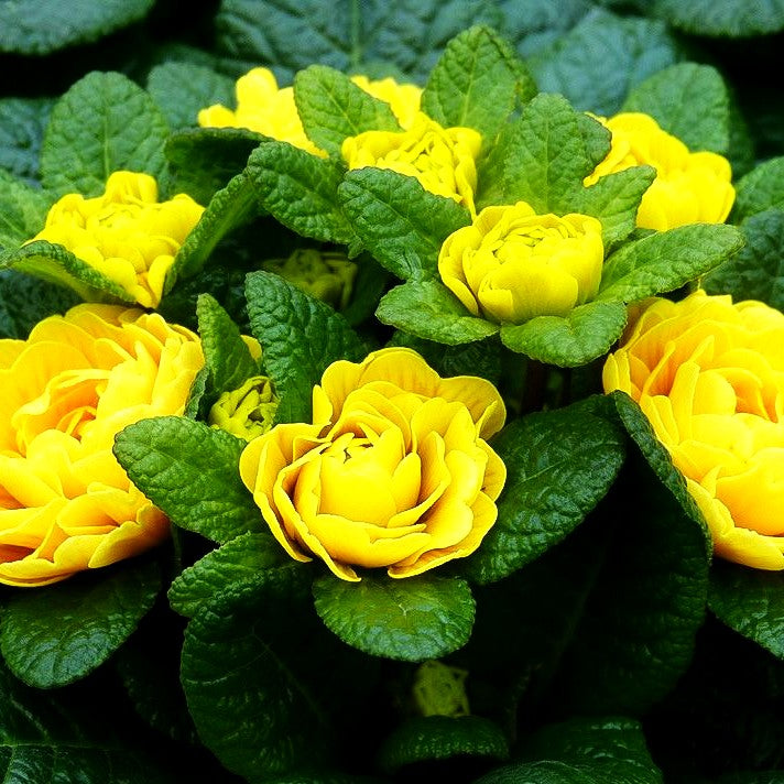 Gefülltblühende Primel 'Goldie' (Primula vulg. Belarina)