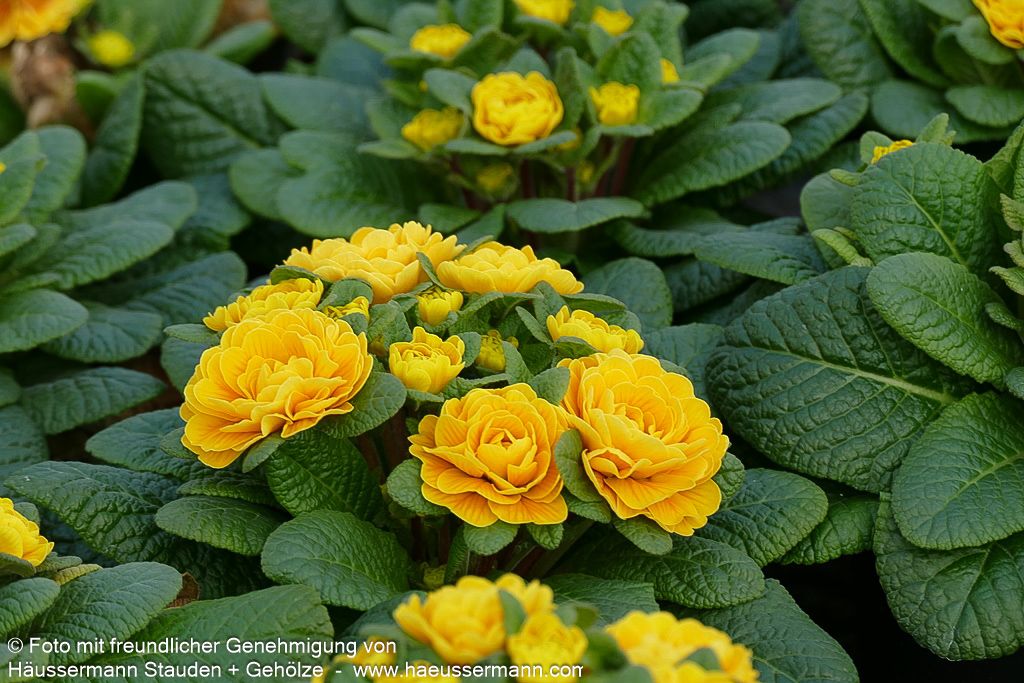 Gefülltblühende Primel 'Goldie' (Primula vulg. Belarina)