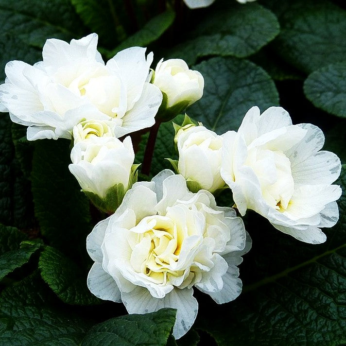 Gefülltblühende Primel 'Vanilla' (Primula vulg. Belarina)