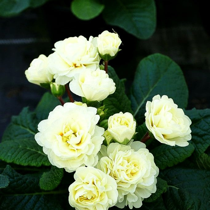 Gefülltblühende Primel 'Vanilla' (Primula vulg. Belarina)