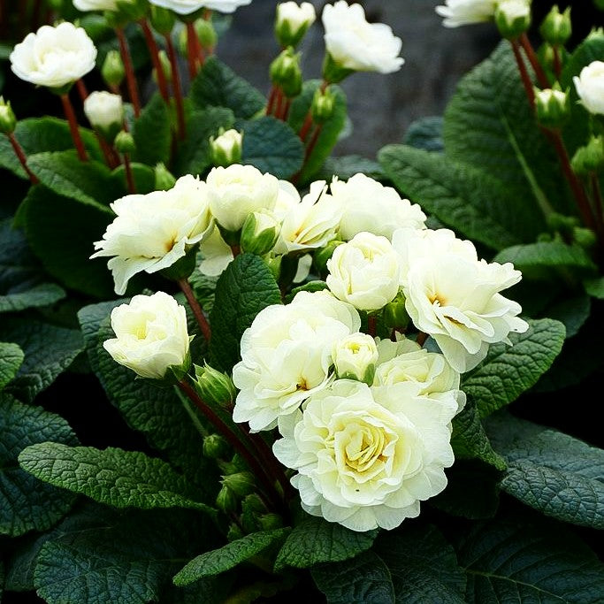 Gefülltblühende Primel 'Vanilla' (Primula vulg. Belarina)