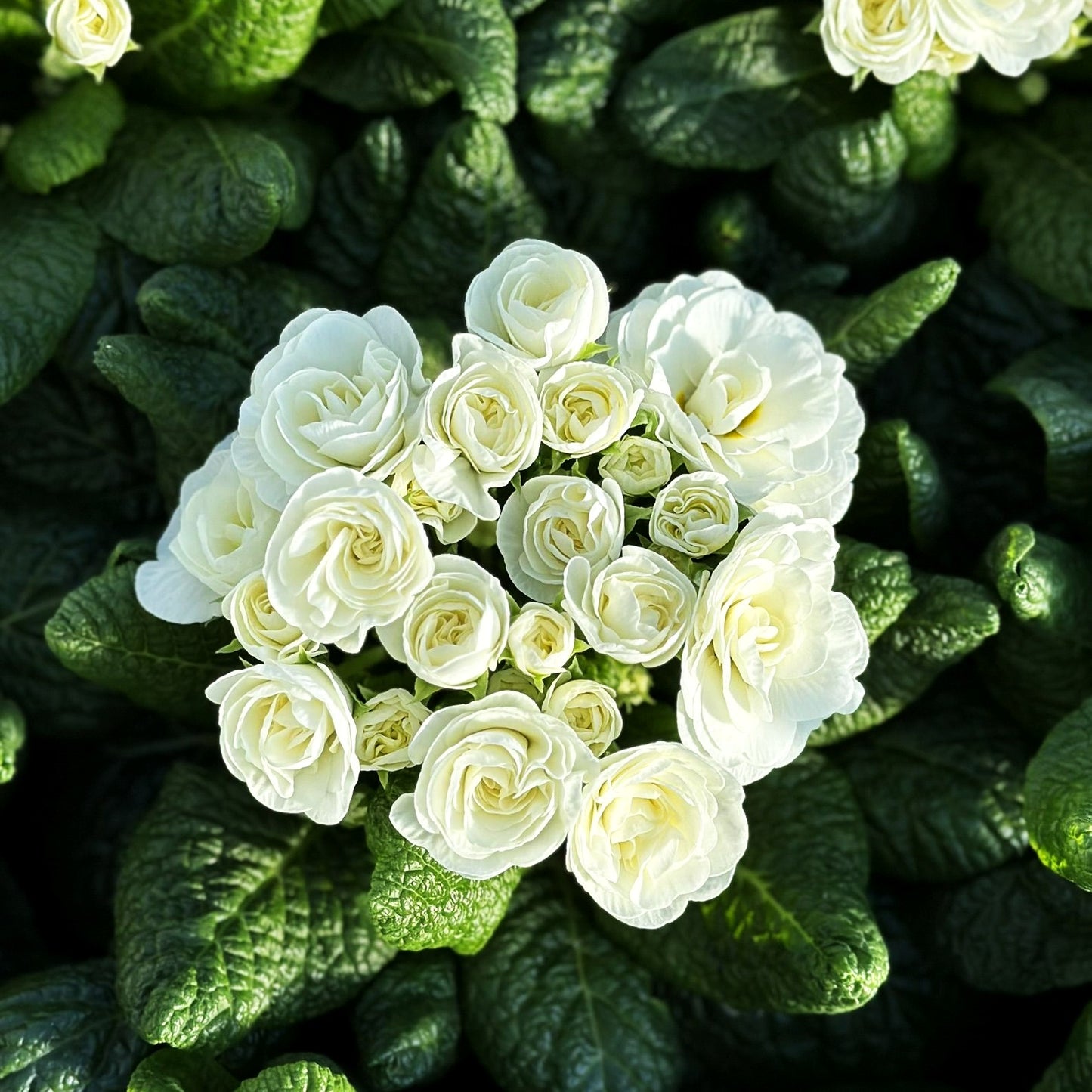 Gefülltblühende Primel 'Vanilla' (Primula vulg. Belarina)
