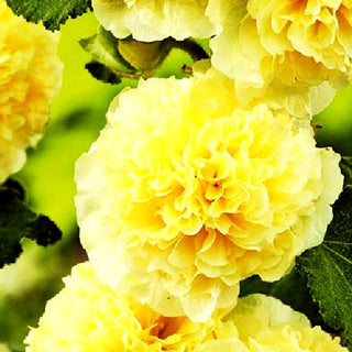 Gefülltblühende Stockrose 'Pleniflora' (Alcea rosea, gelb)