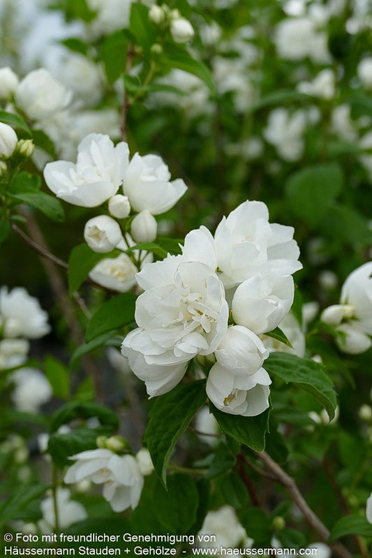 Gefülltblühender Pfeifenstrauch 'Schneesturm' (Philadelphus Virginalis-Grp.)