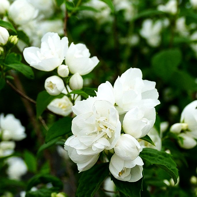 Gefülltblühender Pfeifenstrauch 'Schneesturm' (Philadelphus Virginalis-Grp.)