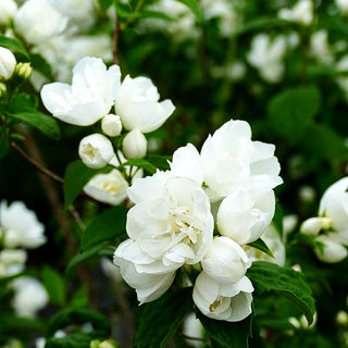 Gefülltblühender Pfeifenstrauch 'Schneesturm' (Philadelphus Virginalis-Grp.)