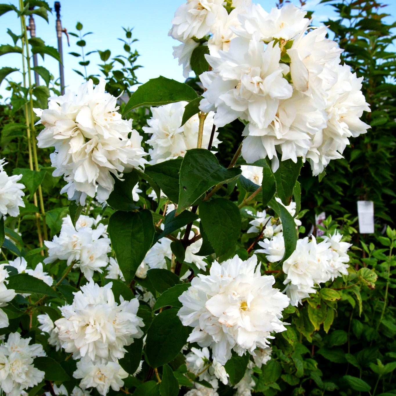 Gefülltblühender Pfeifenstrauch 'Schneesturm' (Philadelphus Virginalis-Grp.)