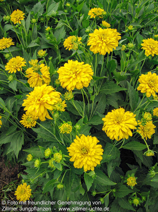 Gefülltblühender Sonnenhut 'Goldquelle' (Rudbeckia laciniata)