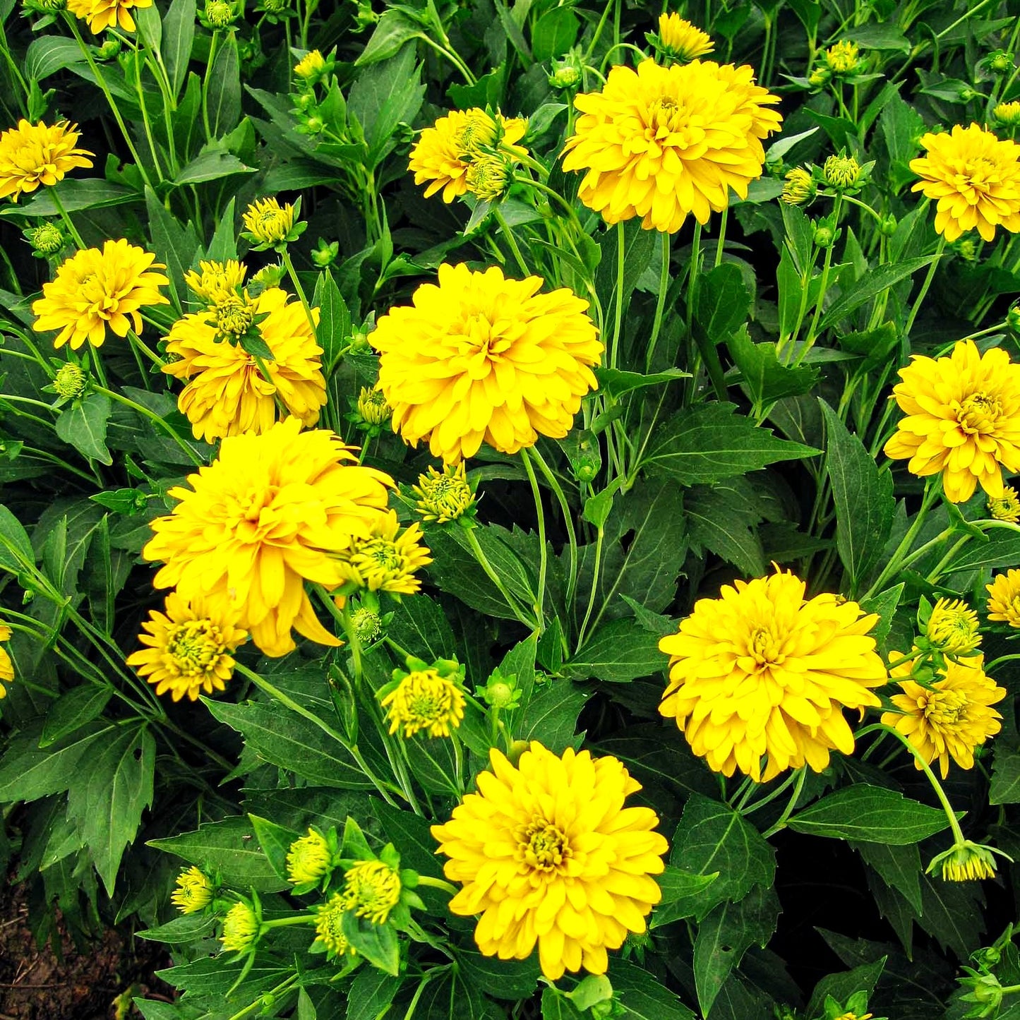 Gefülltblühender Sonnenhut 'Goldquelle' (Rudbeckia laciniata)