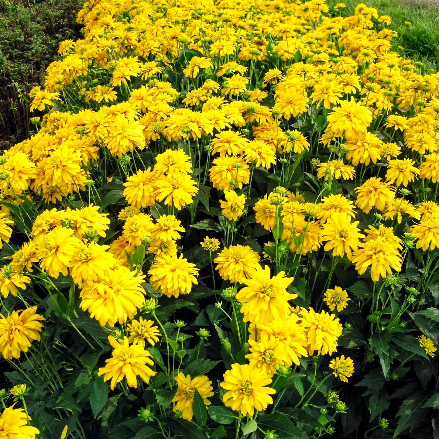 Gefülltblühender Sonnenhut 'Goldquelle' (Rudbeckia laciniata)