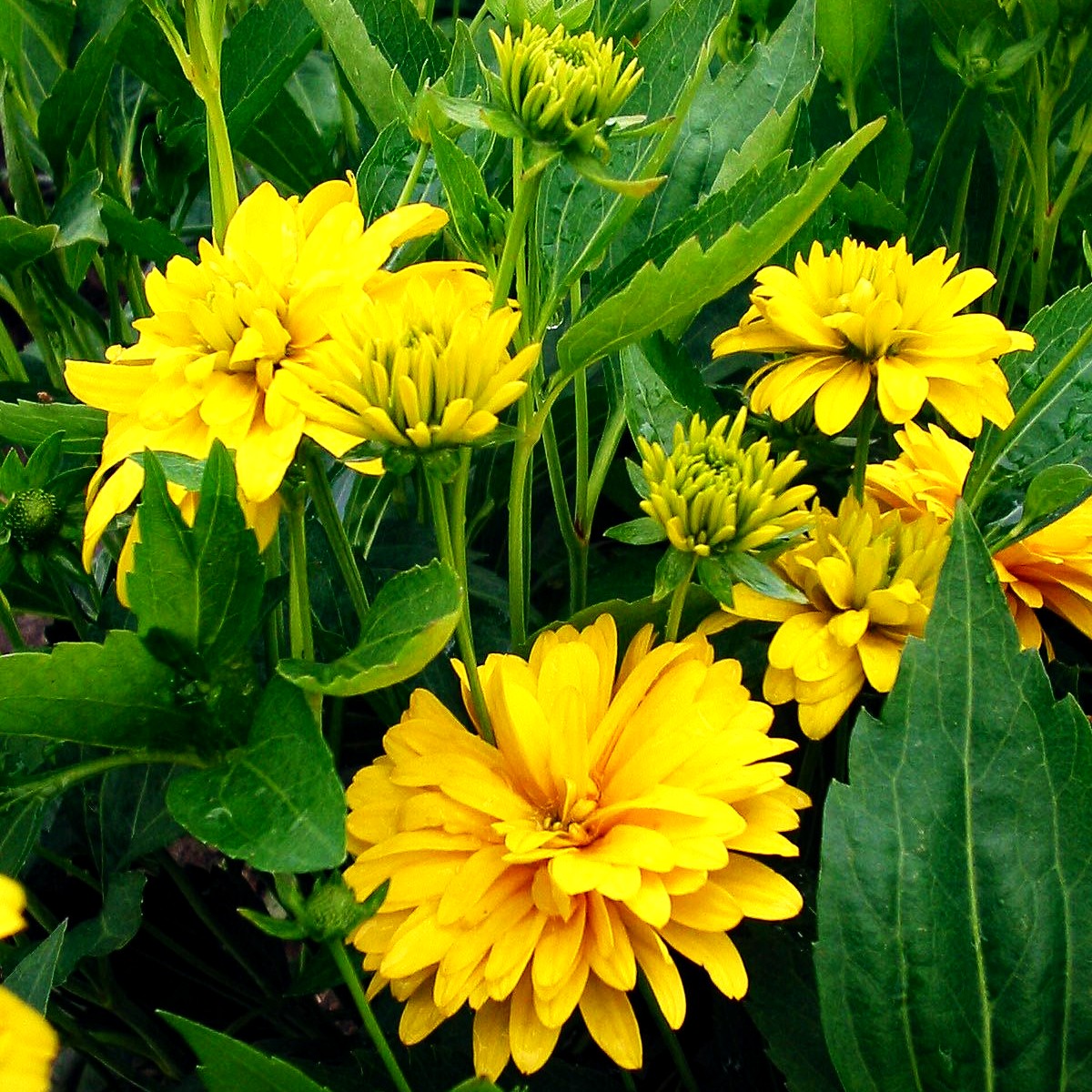 Gefülltblühender Sonnenhut 'Goldquelle' (Rudbeckia laciniata)