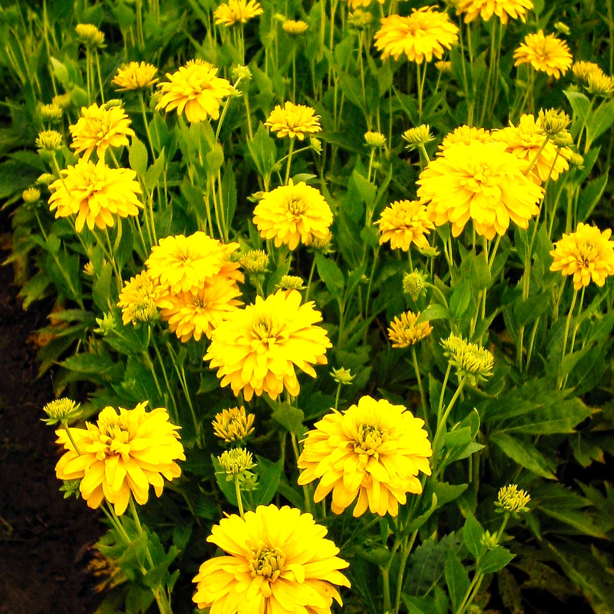 Gefülltblühender Sonnenhut 'Goldquelle' (Rudbeckia laciniata)