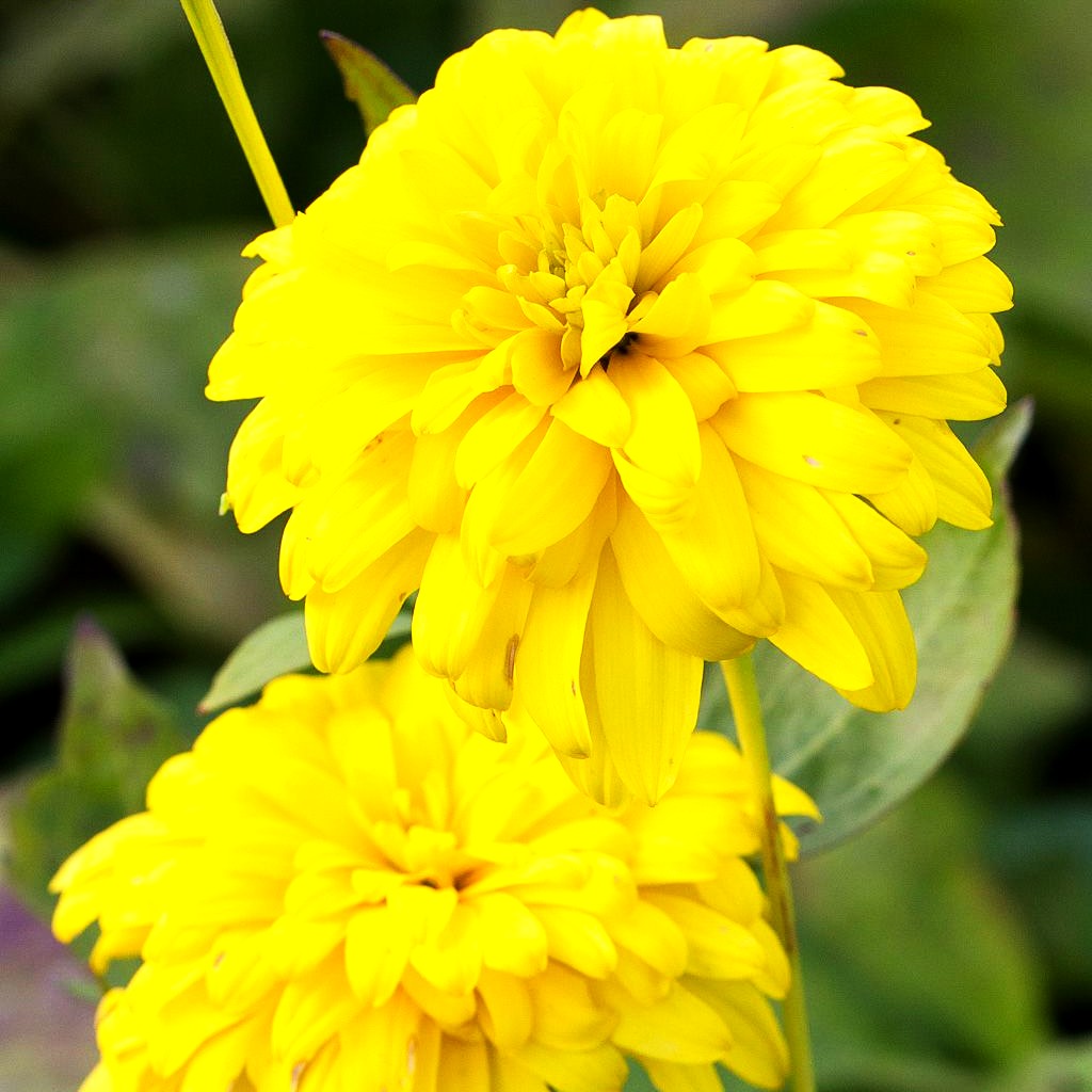 Gefülltblühender Sonnenhut 'Goldquelle' (Rudbeckia laciniata)