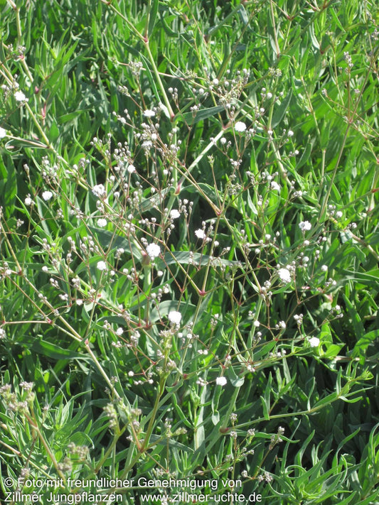 Gefülltblühendes Schleierkraut 'Bristol Fairy' (Gypsophila paniculata)
