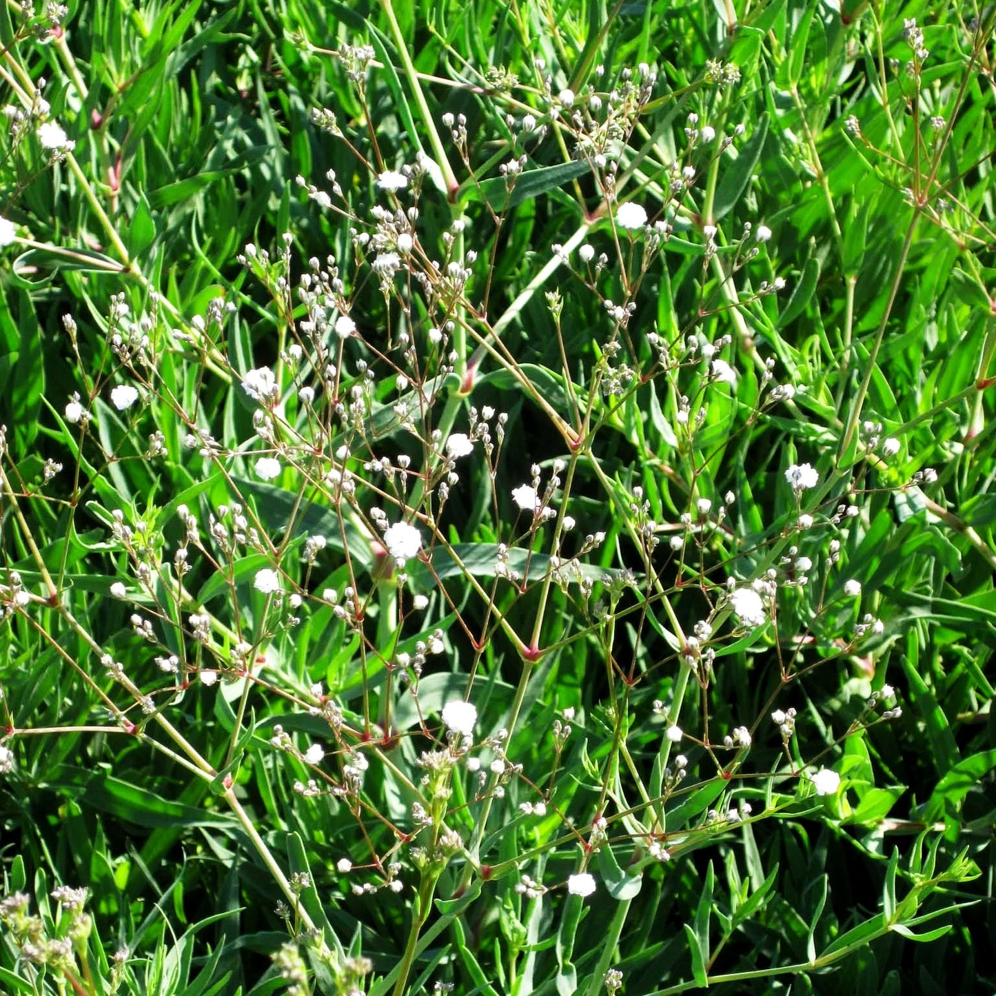 Gefülltblühendes Schleierkraut 'Bristol Fairy' (Gypsophila paniculata)