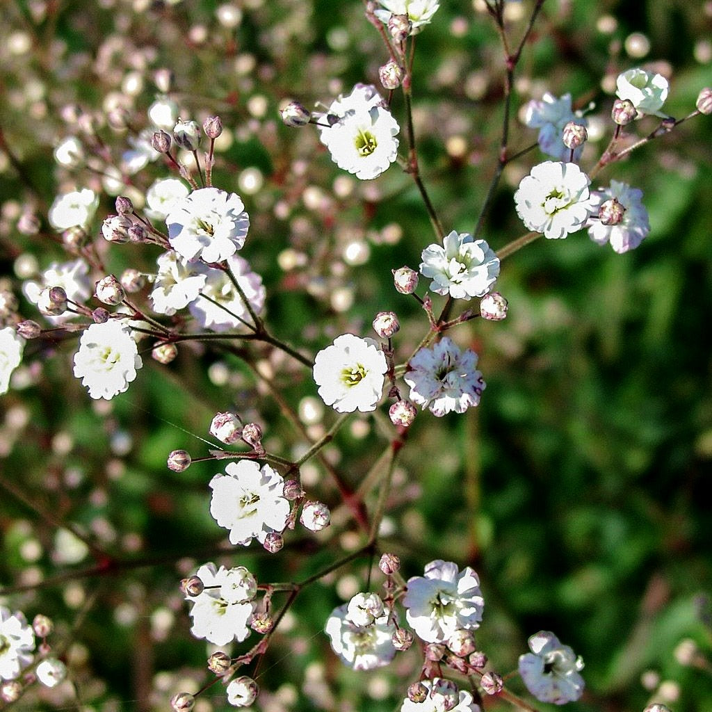 Gefülltblühendes Schleierkraut 'Bristol Fairy' (Gypsophila paniculata)