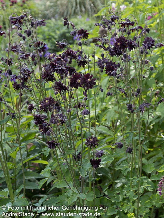 Gefüllte Akelei 'Black Barlow' (Aquilegia vulgaris)