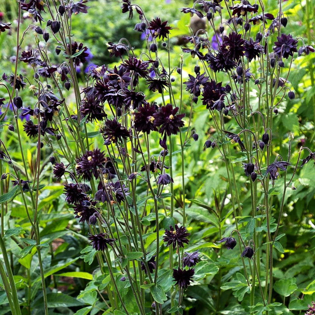 Gefüllte Akelei 'Black Barlow' (Aquilegia vulgaris)