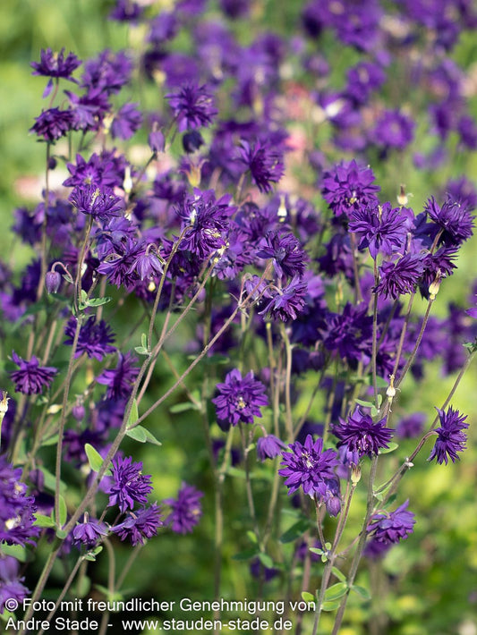 Gefüllte Akelei 'Blue Barlow' (Aquilegia vulgaris)