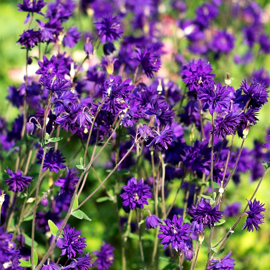 Gefüllte Akelei 'Blue Barlow' (Aquilegia vulgaris)