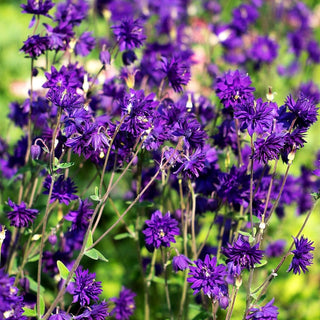 Gefüllte Akelei 'Blue Barlow' (Aquilegia vulgaris)