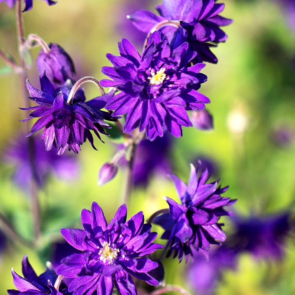 Gefüllte Akelei 'Blue Barlow' (Aquilegia vulgaris)
