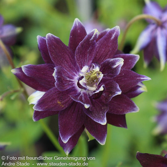 Gefüllte Akelei 'Christa Barlow' (Aquilegia vulgaris)