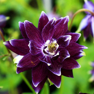 Gefüllte Akelei 'Christa Barlow' (Aquilegia vulgaris)
