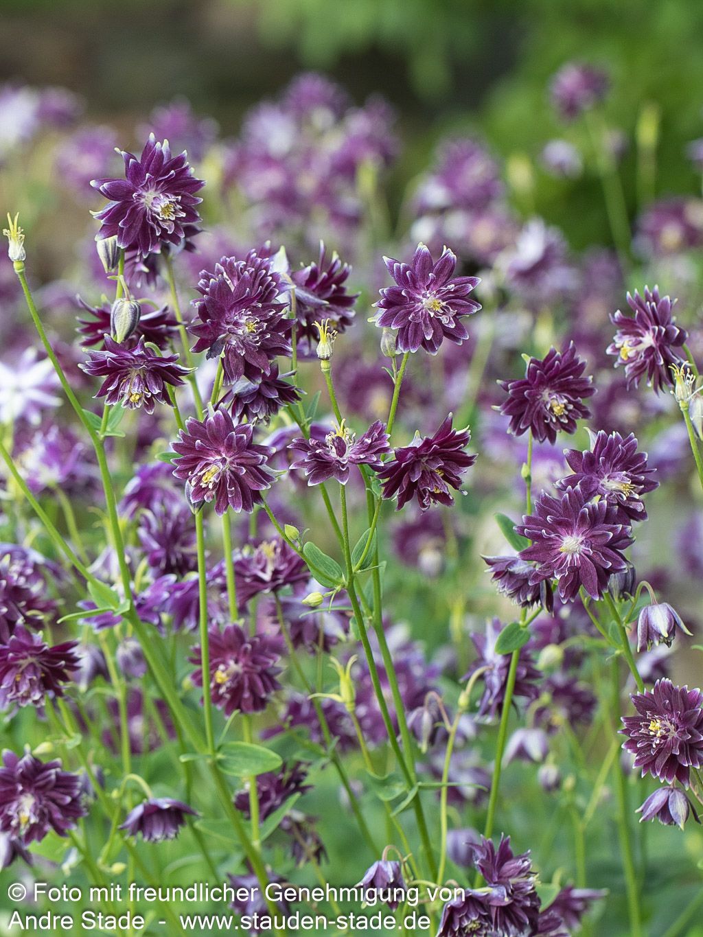 Gefüllte Akelei 'Christa Barlow' (Aquilegia vulgaris)