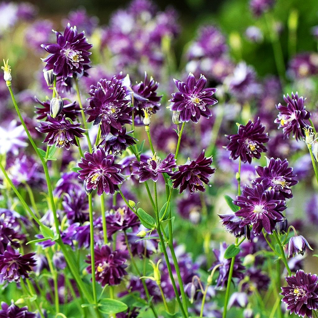 Gefüllte Akelei 'Christa Barlow' (Aquilegia vulgaris)