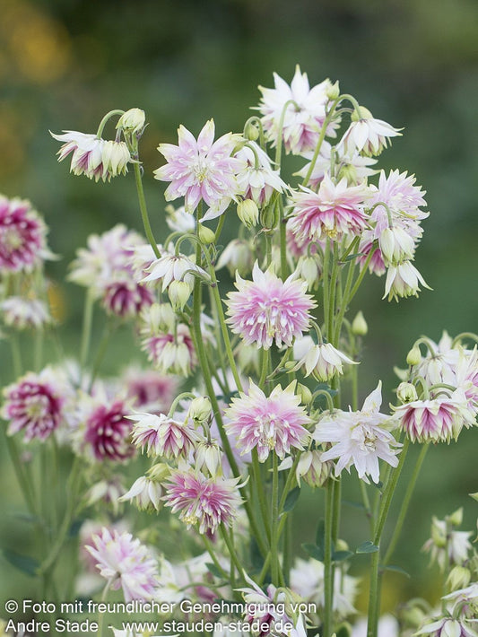 Gefüllte Akelei 'Nora Barlow' (Aquilegia vulgaris)