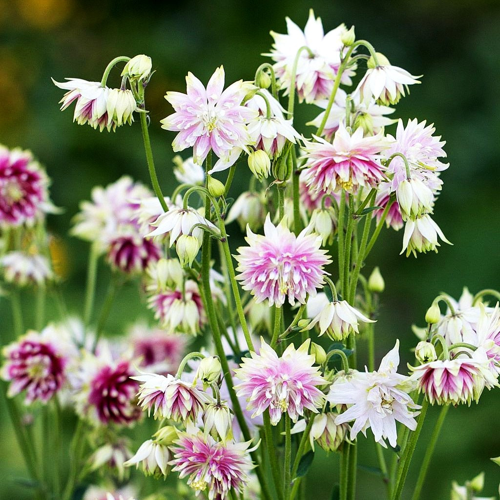 Gefüllte Akelei 'Nora Barlow' (Aquilegia vulgaris)